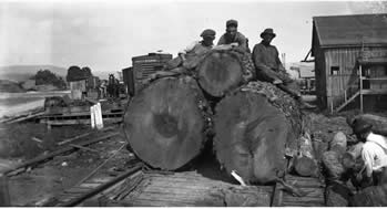 Largest logs ever cut by DHandG seen at the Cowan sawmill.